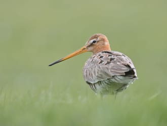 Weidevogels krijgen de ruimte in Tinallinge