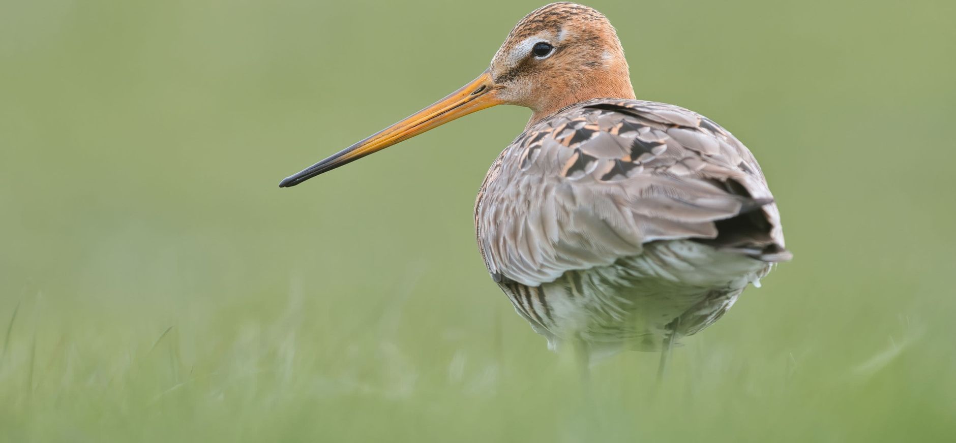 Weidevogels krijgen de ruimte in Tinallinge
