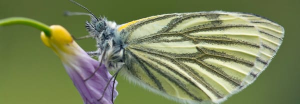 vlinder