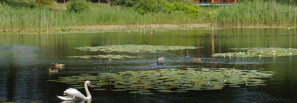 Tenellaplas