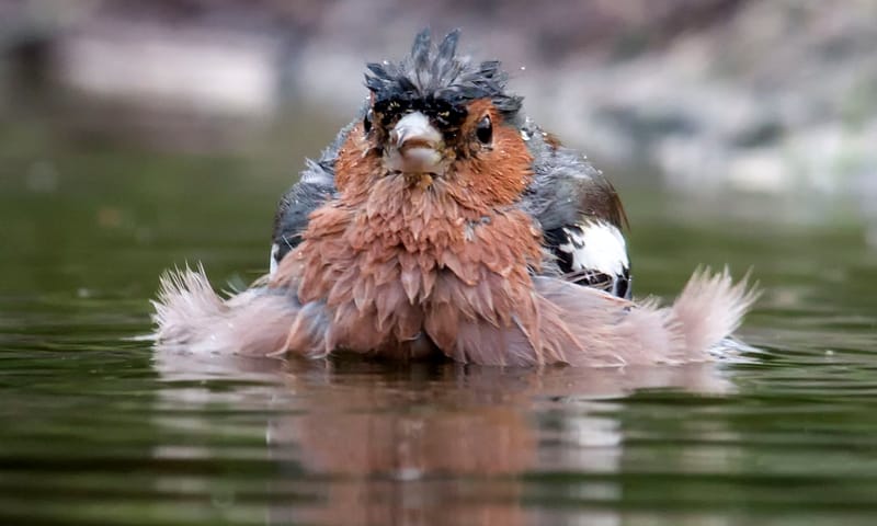 Vink in het water Vink neemt een bad