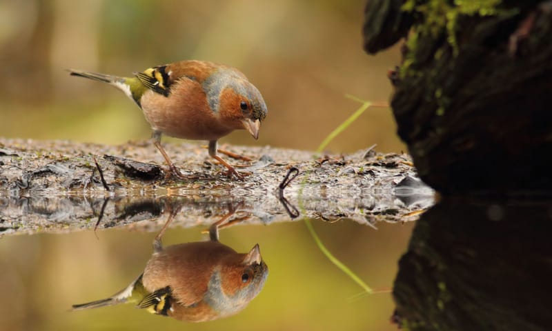 Vink is een kleurrijke vogel Mannetjes vink bij een plas water