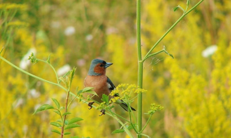 Vink Vink is een zaadeter
