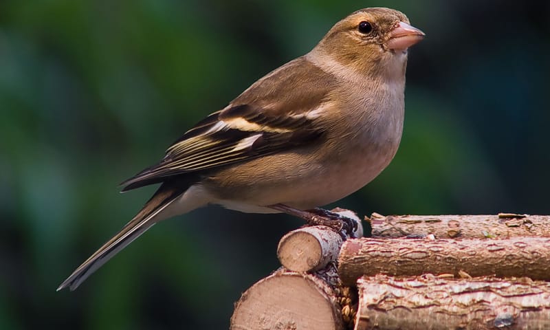 Vrouwtje vink Vrouwtjes vink is onopvallend gekleurd.