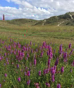 Duinpan aan de Bergweg
