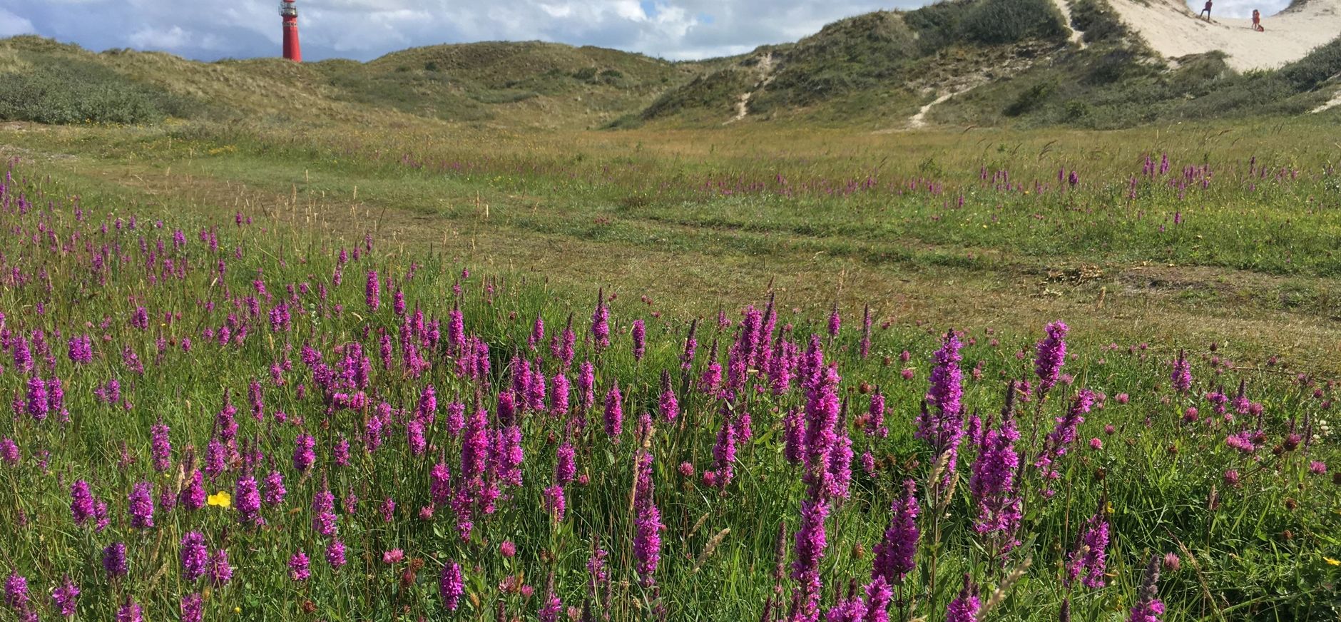 Duinpan aan de Bergweg