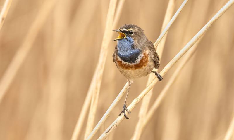 blauwborst