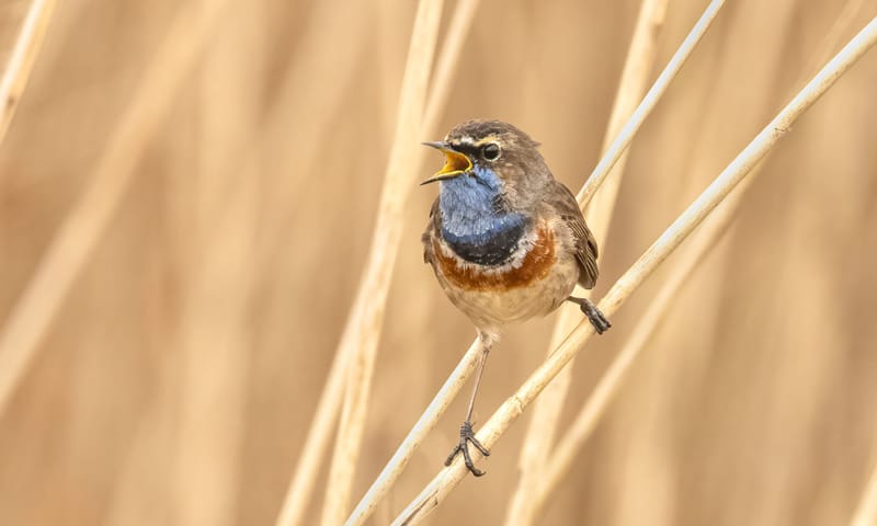 blauwborst
