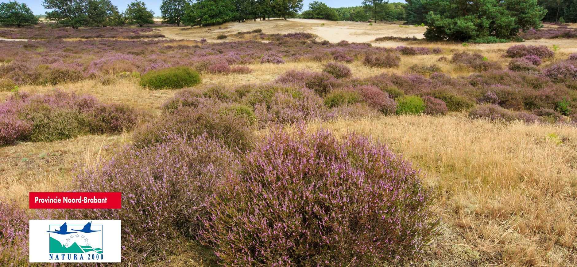 Stuifzandlandschap met heide Stuifzandlandschap met heide