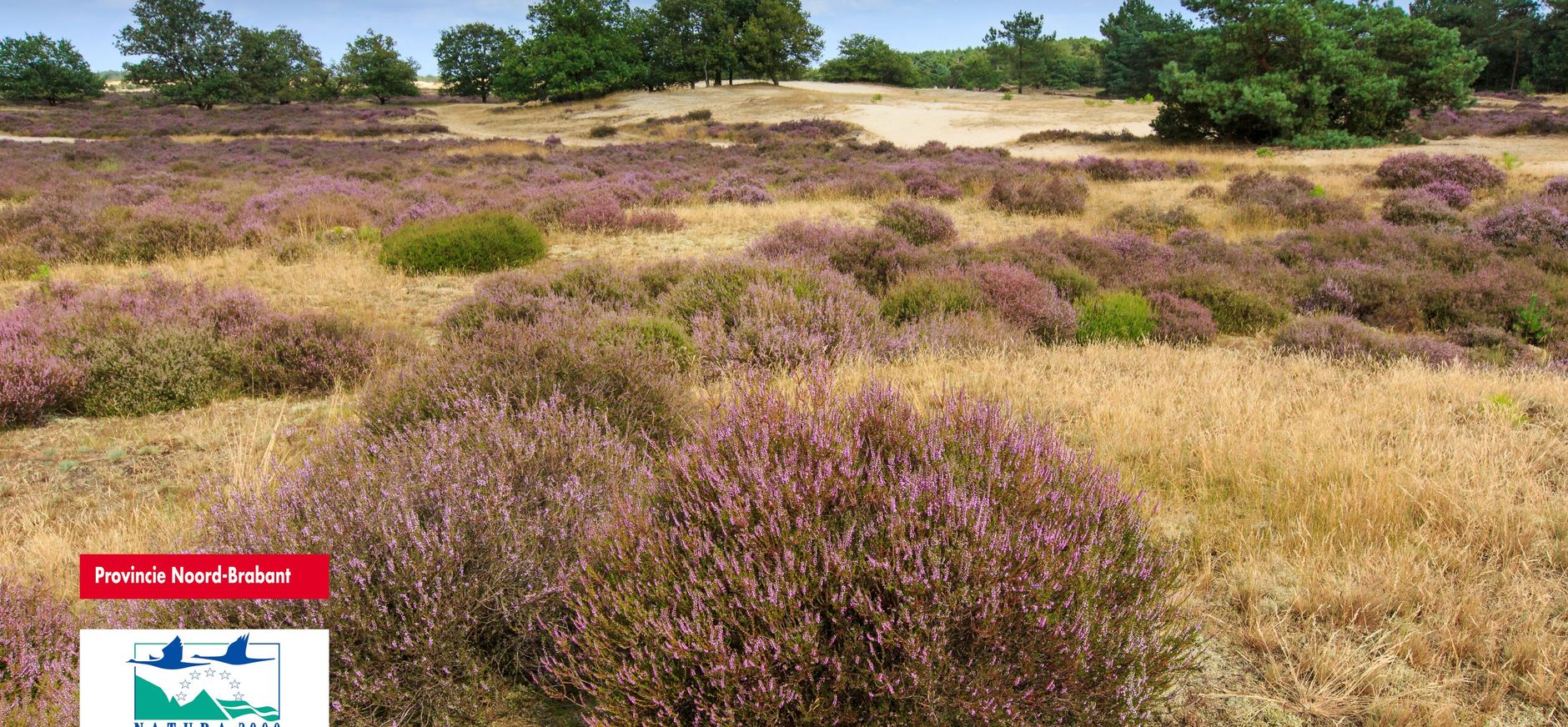 Stuifzandlandschap met heide Stuifzandlandschap met heide
