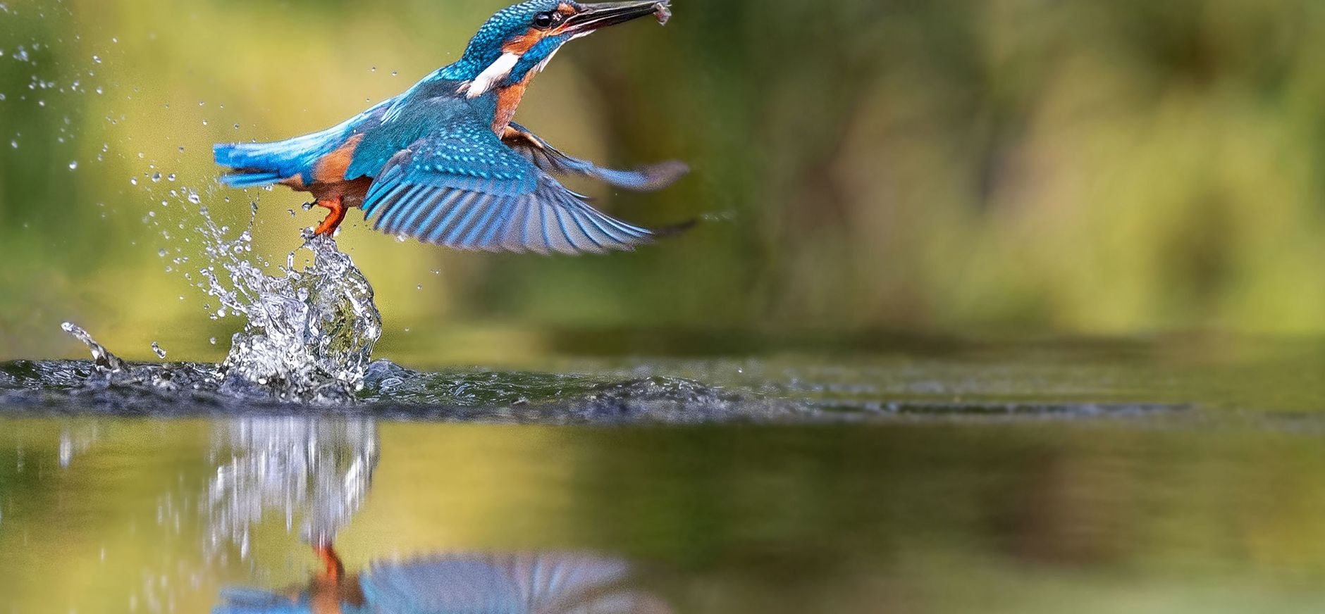 Uniek aanbod van de Postcode Loterij ijsvogel