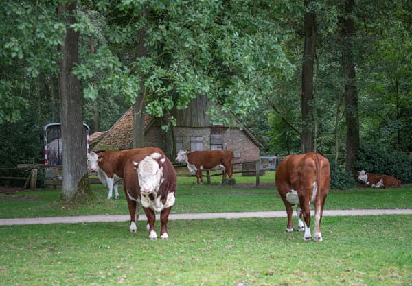 Herefords