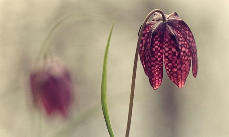 Kievitsbloemen
