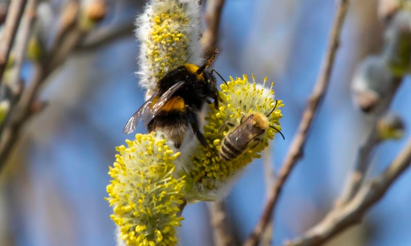 ontluikende natuur in het Zwanenwater - wilgekatjes