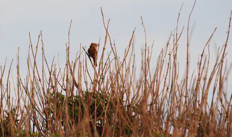 Luisteren naar nachtegalen en andere voorjaarszangers 