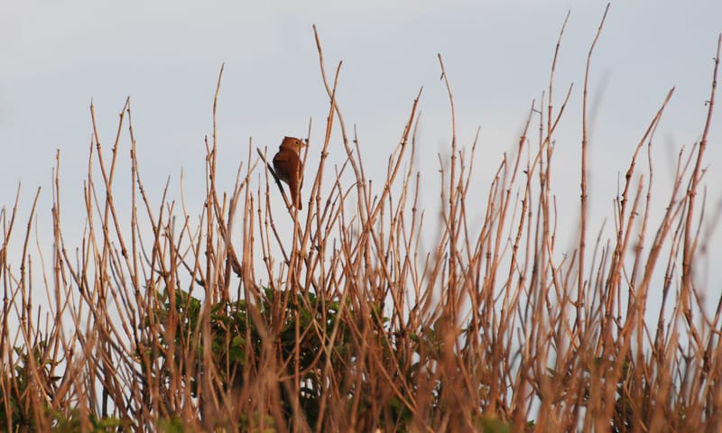Luisteren naar nachtegalen en andere voorjaarszangers 