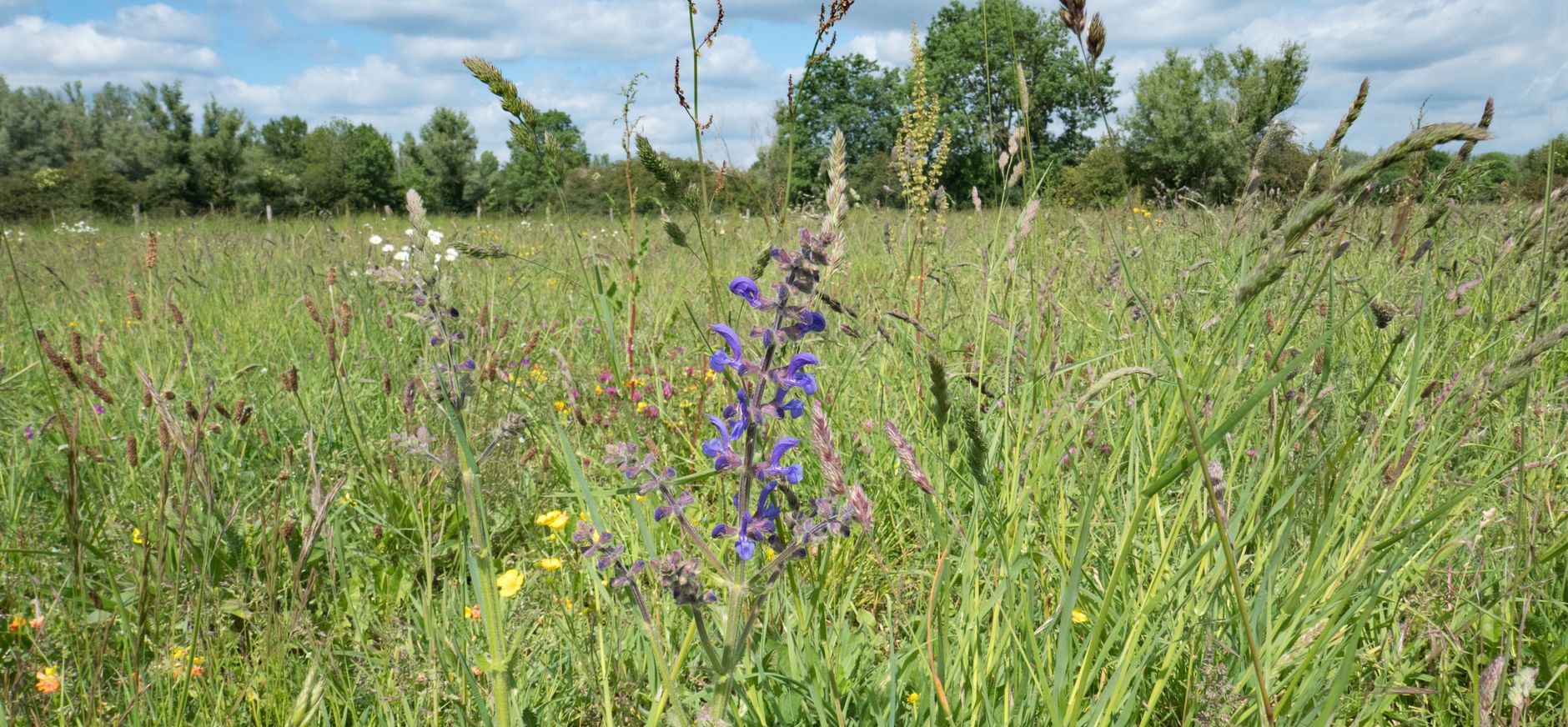bloemrijk hooiland Velhorst