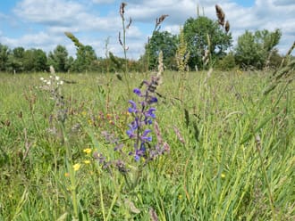 bloemrijk hooiland Velhorst