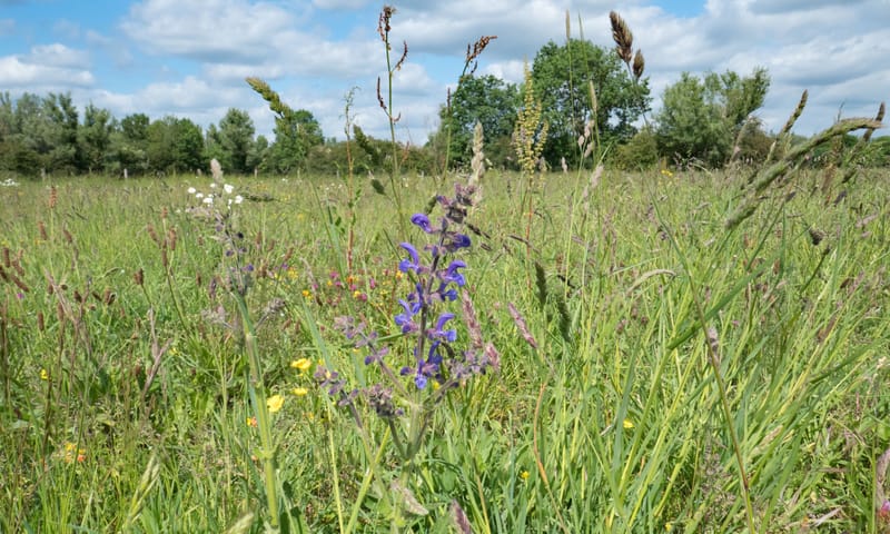 bloemrijk hooiland Velhorst