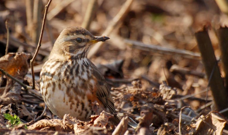 Op zoek naar trekvogel in het Zwanenwater