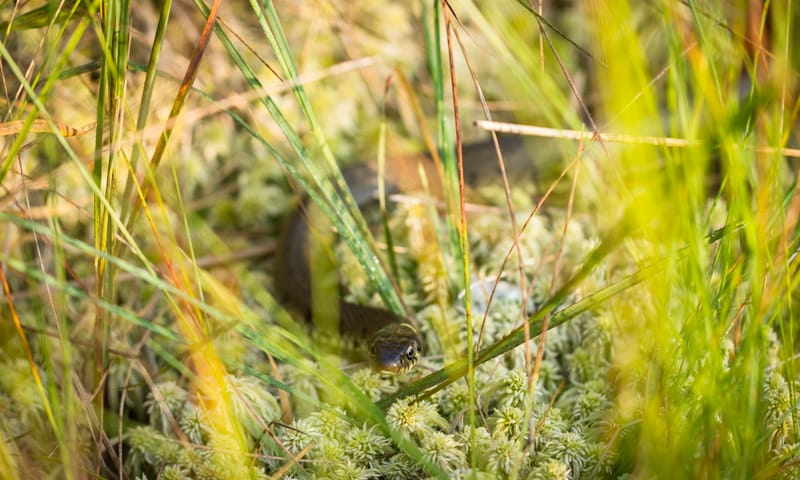 Ringslang in het Fochteloërveen