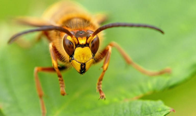 Hoornaar is een insect Hoornaar: grootste wesp van Nederland