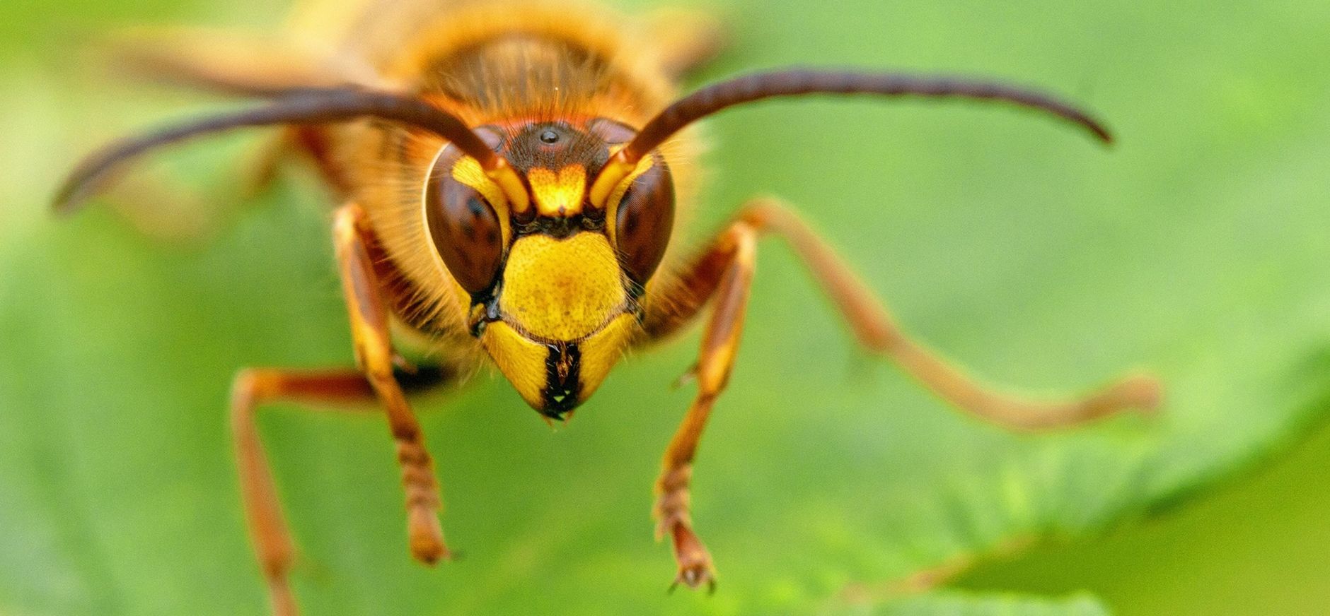 Hoornaar: grootste wesp van Nederland
