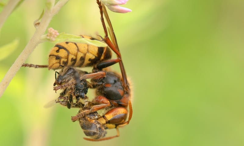 Hoornaar met prooi voor zijn larven