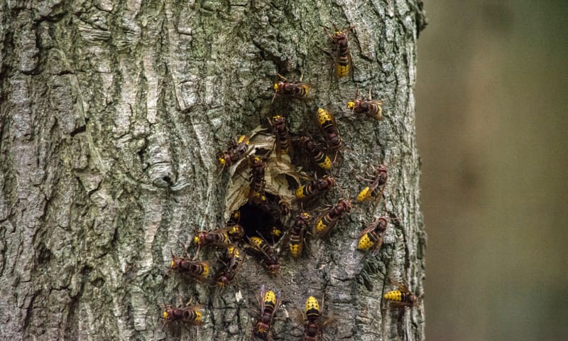 Nest hoornaars in een boom Hoornaars voor hun nest in een boom