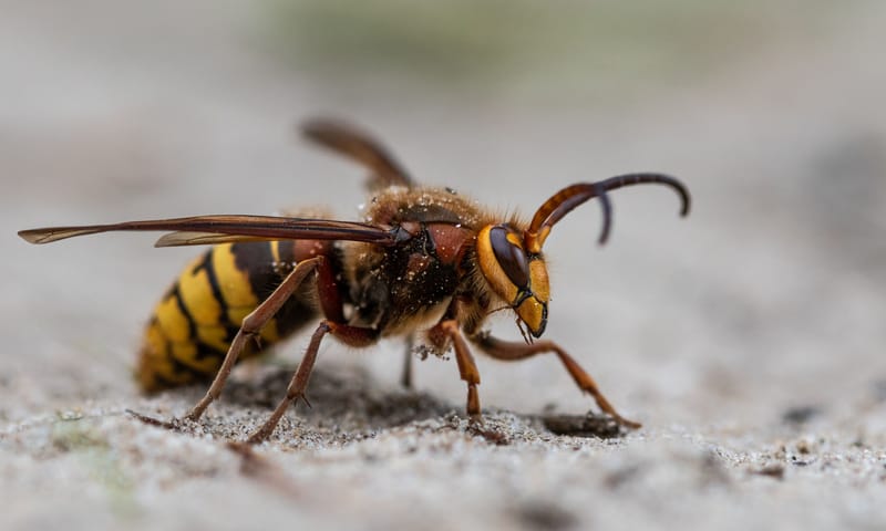 Hoornaar is een wesp De hoornaar is de grootste wesp in Nederland