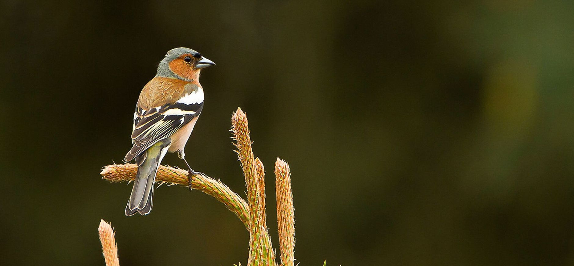 Mannetje vink op een uitkijkpost