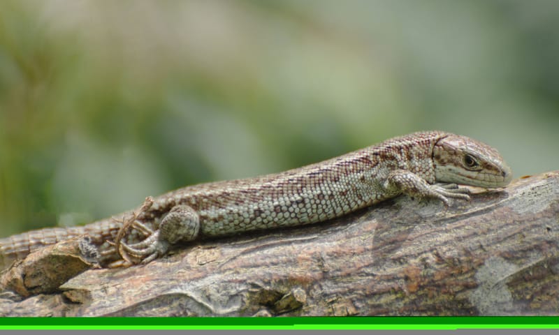 Levendbarende hagedis