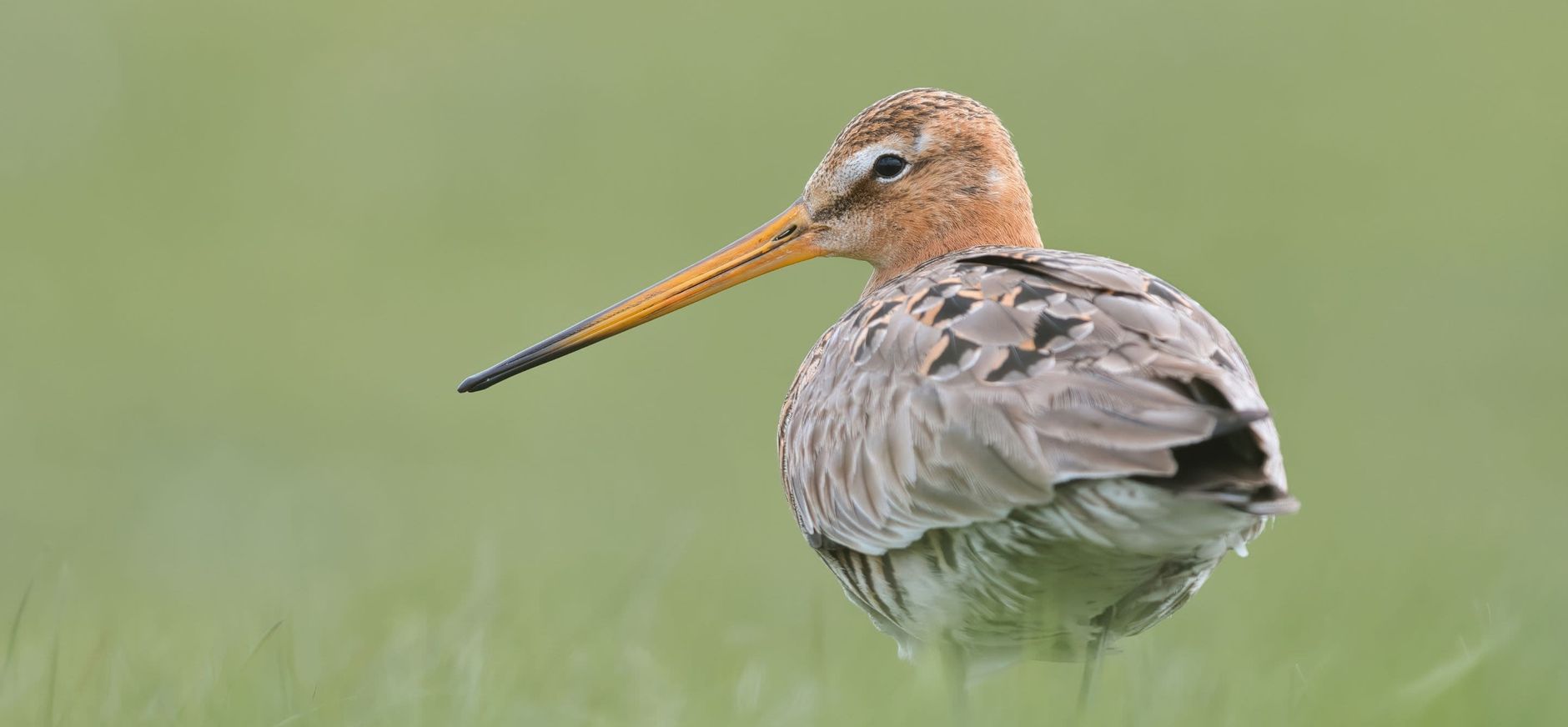 Weidevogels krijgen de ruimte in Tinallinge