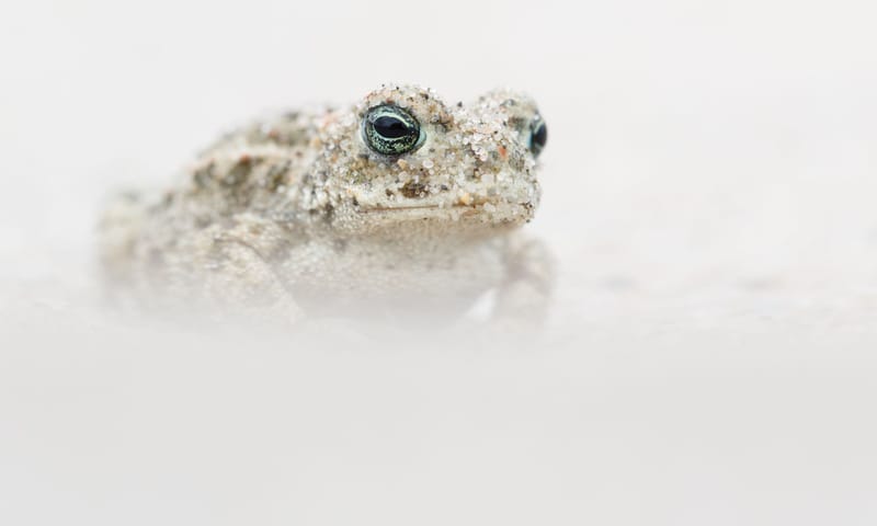 rugstreeppad in het zand