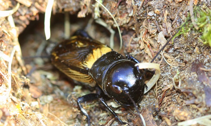 Veldkrekel voor zijn holletje op de hei