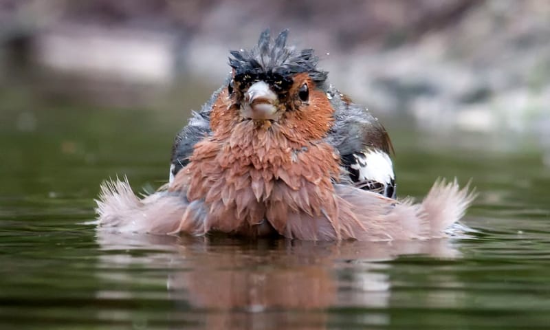 Vink in het water Vink neemt een bad