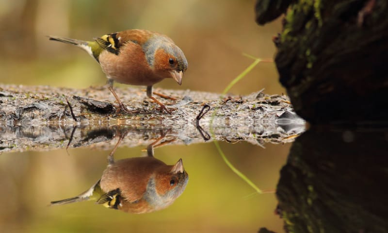 Vink is een kleurrijke vogel Mannetjes vink bij een plas water