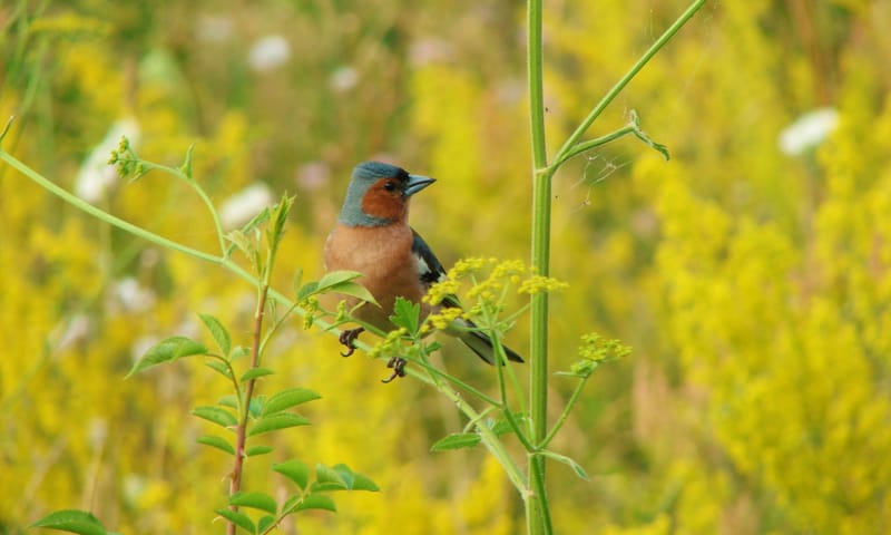 Vink Vink is een zaadeter