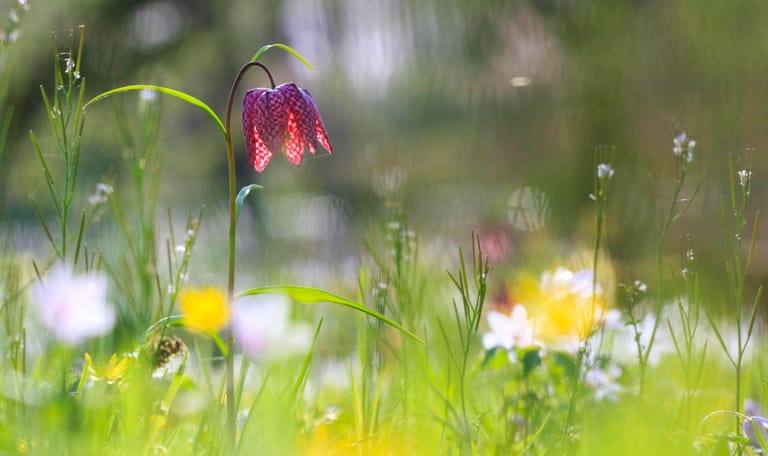 Voorjaarsbloeiers Voorjaarsbloemen in bloei