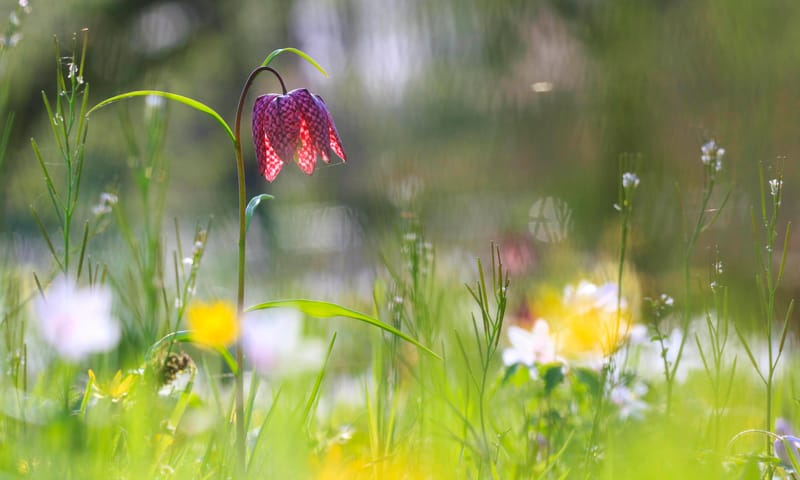 Voorjaarsbloemen in bloei
