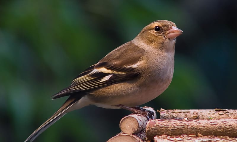Vrouwtjes vink is onopvallend gekleurd.