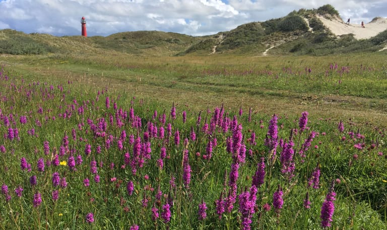 Duinpan aan de Bergweg