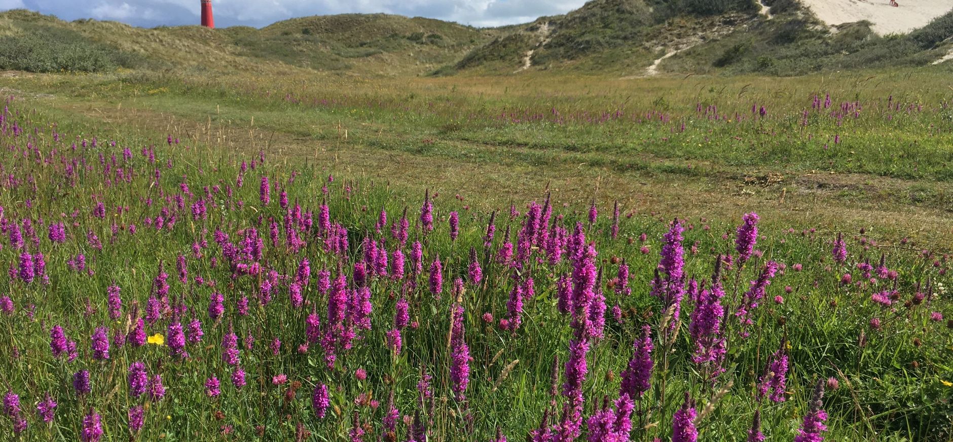 Duinpan aan de Bergweg