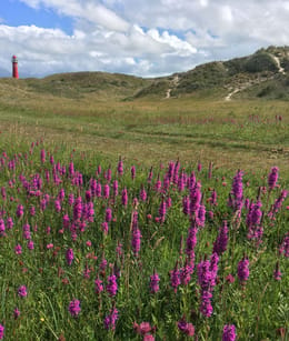 Duinpan aan de Bergweg