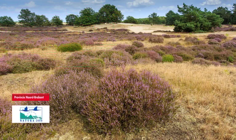 Stuifzandlandschap met heide