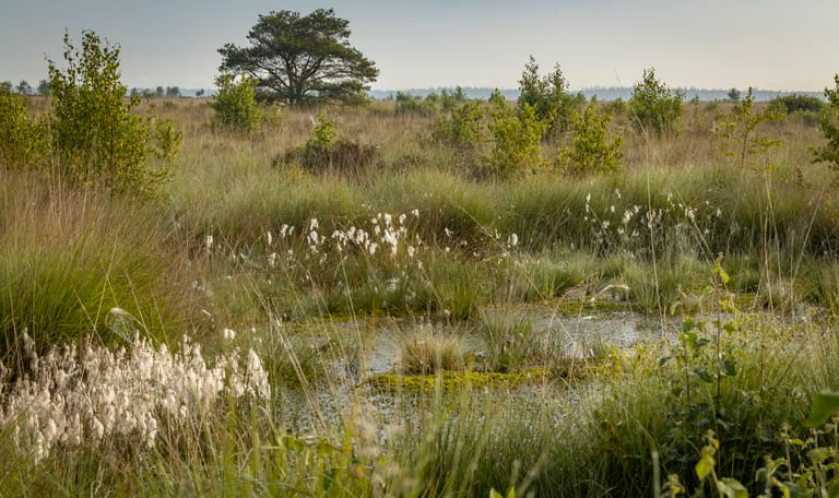 Het Fochteloërveen Fochteloërveen