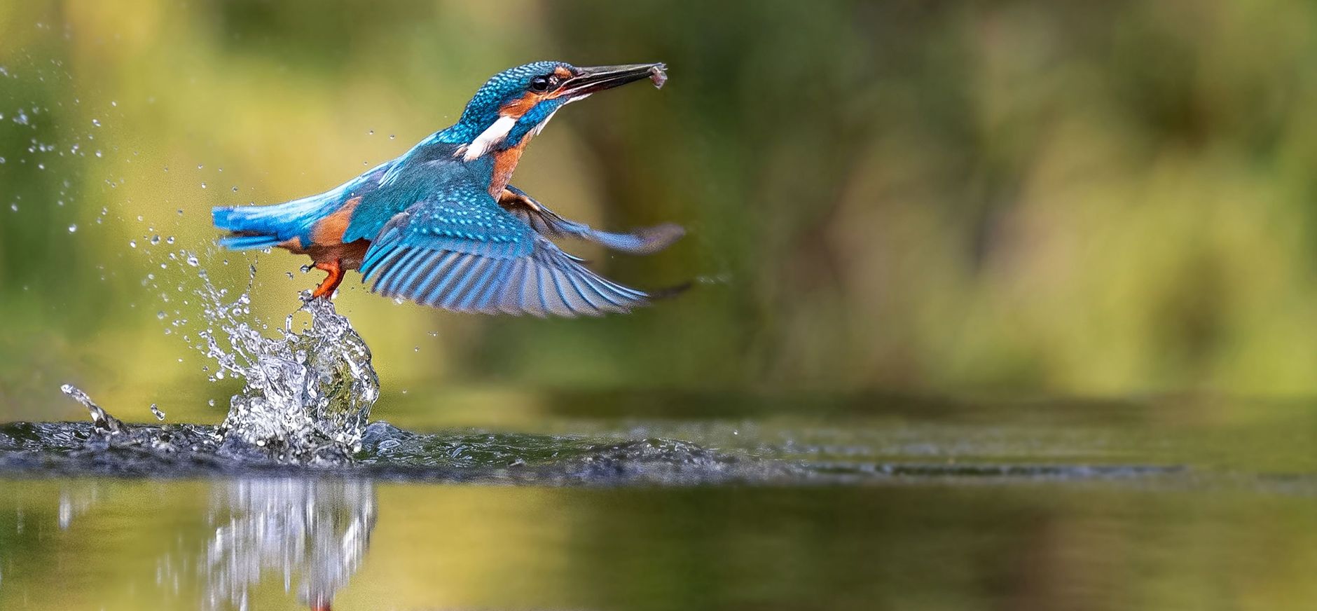 Uniek aanbod van de Postcode Loterij ijsvogel