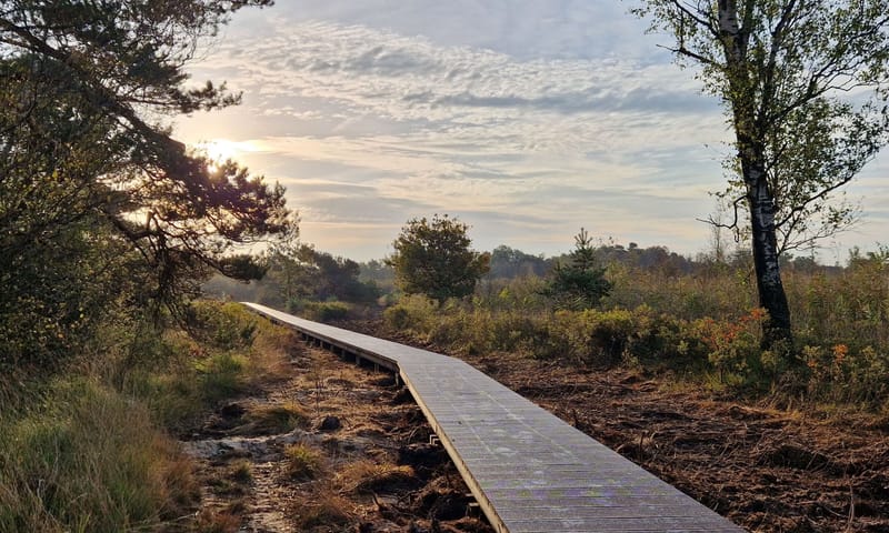 Vlonderpad in het Korenburgerveen Vlonderpad in het Korenburgerveen
