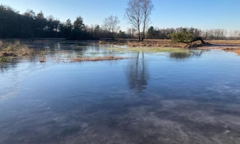 Ven in het Witte Veen