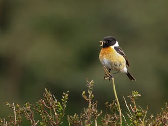 Roodborsttapuit met insect